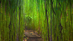 Bamboo