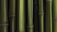 Bamboo