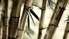 Bamboo