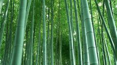 Bamboo