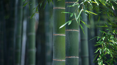 Bamboo