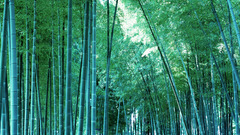Bamboo