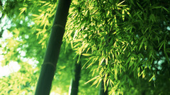 Bamboo