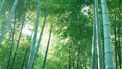 Bamboo