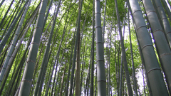 Bamboo