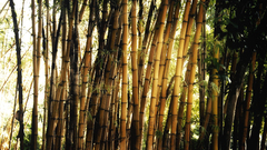 Bamboo