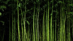 Bamboo