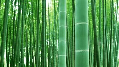 Bamboo