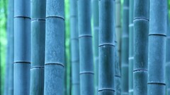 Bamboo
