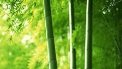 Bamboo