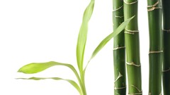Bamboo