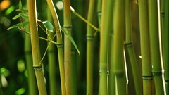 Bamboo