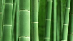 Bamboo blade bamboo