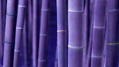 bamboo digital art purple Plants