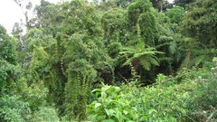 Bamboo Ferns amazon Rainforest