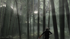 Bamboo forest background high
