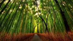 bamboo forest hdr Trees Plants Kyoto Asia Japan walkway pathway