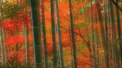 Bamboo forest Hi rez