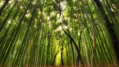 Bamboo forests