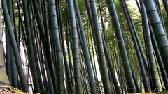 Bamboo forests multiscreen