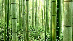 Bamboo grove
