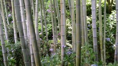 Bamboo Japanese