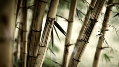 bamboo leaves Trees Plants