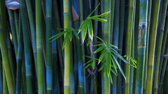 Bamboo nature