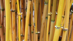 Bamboo nature