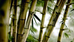 bamboo nature Plants leaves Trees