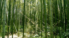 Bamboo outdoors Plants nature