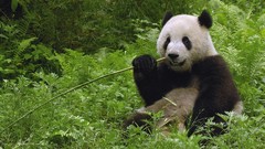 Bamboo panda bears eating