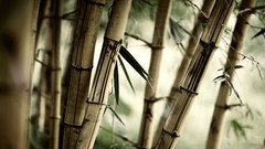 Bamboo pices