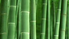 Bamboo Plants