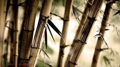 Bamboo Plants