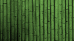 Bamboo Plants