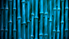 Bamboo Plants monochrome