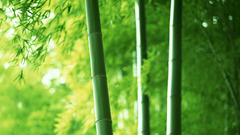 Bamboo Plants nature
