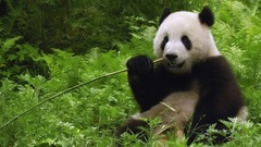 Bamboo Plants panda bears