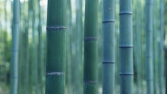 bamboo Plants Wood closeup Green