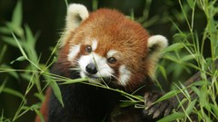 Bamboo red pandas