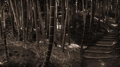 Bamboo roads