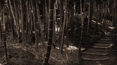 Bamboo sepia paths
