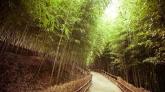 Bamboo walk