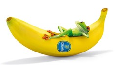 Bananas Frogs colors Vitamins fruits fresh strong