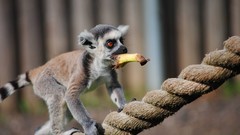 Bananas monkeys Ropes