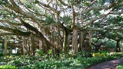 Banyan tree cypress Gardens