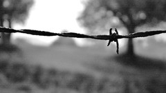 Barb wire