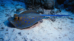 Barbclipart Aquarium and Fish