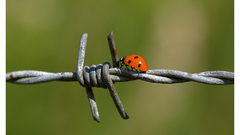 Barbed wire